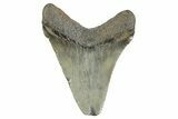 Serrated Chubutensis Tooth - Megalodon Ancestor #368031-1